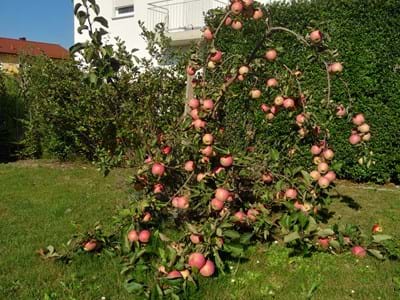 Obstbörse.jpg