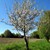 Obstbaum Konny.jpg