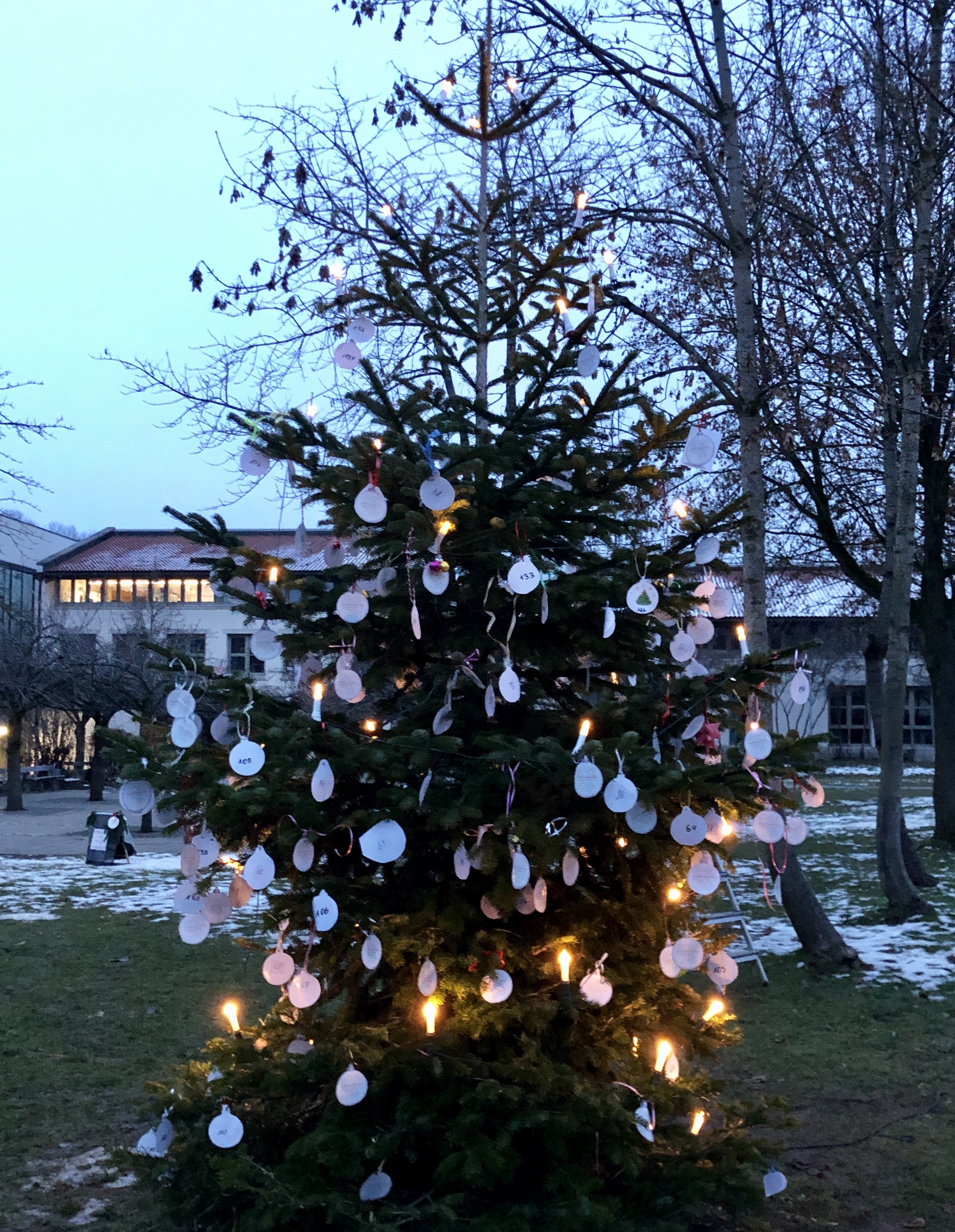 Baum Internationaler Tag für Menschen mit Behinderung