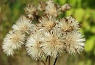 Ausgeblühtes Einjähriges Berufskraut im Herbst Ausgeblühtes Einjähriges Berufskraut im Herbst
